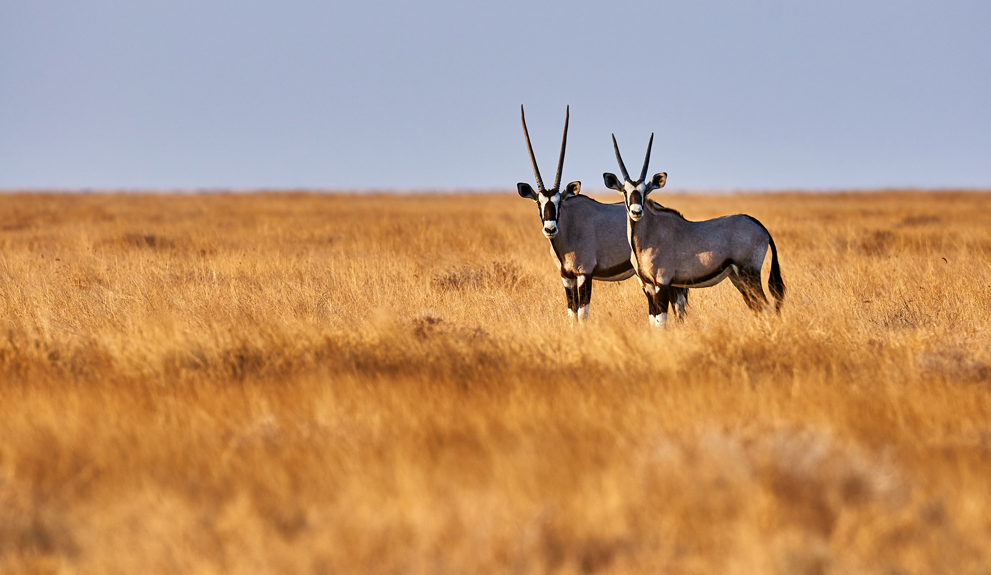 See the Abundant Wildlife and Wilderness of Namibia